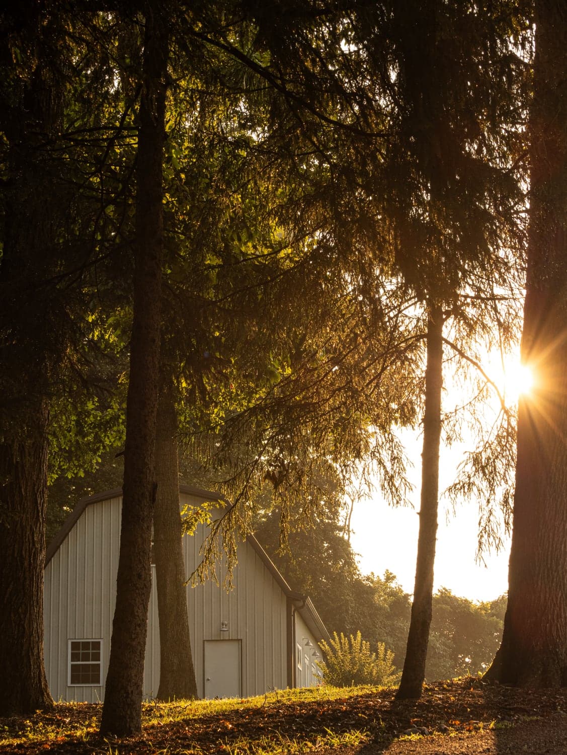 A sunlit barn partially obscured by trees in a serene landscape.