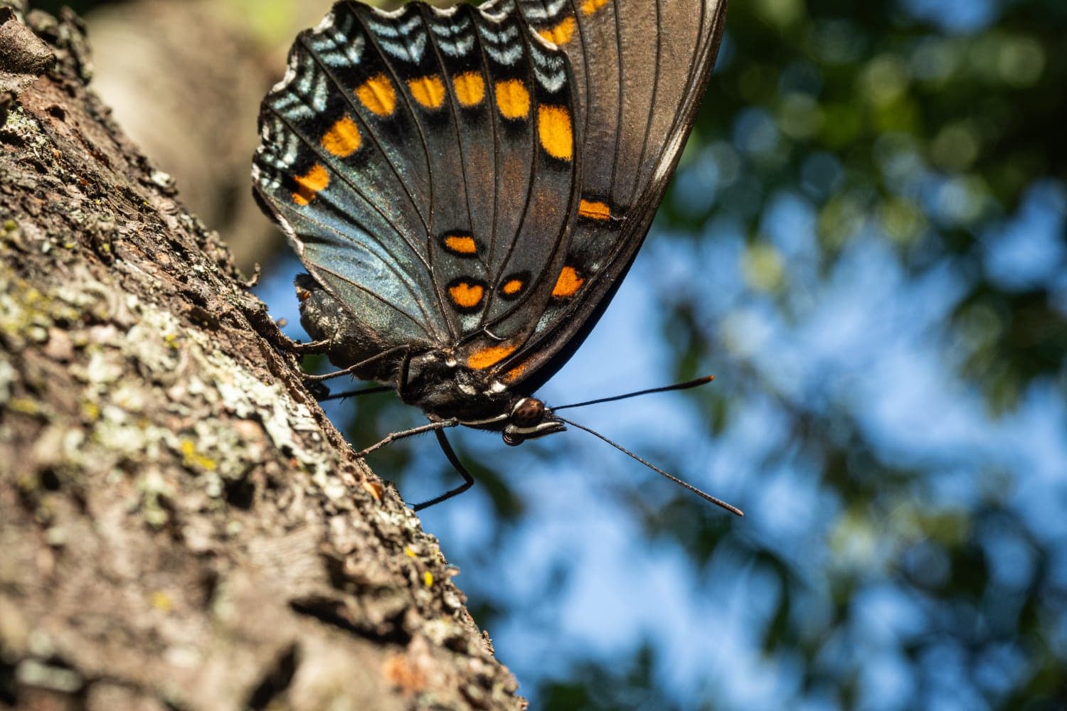 A butterfly with blue and orange patterns perches on a tree trunk.