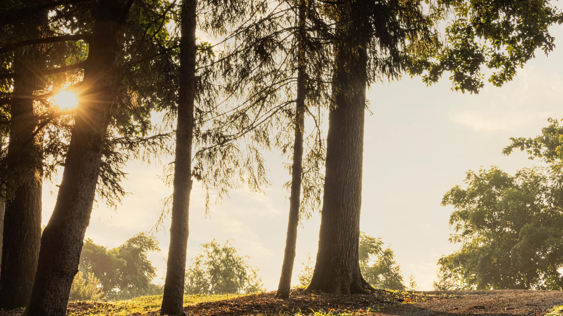 Sunlight filtering through tall trees in a serene forest setting.