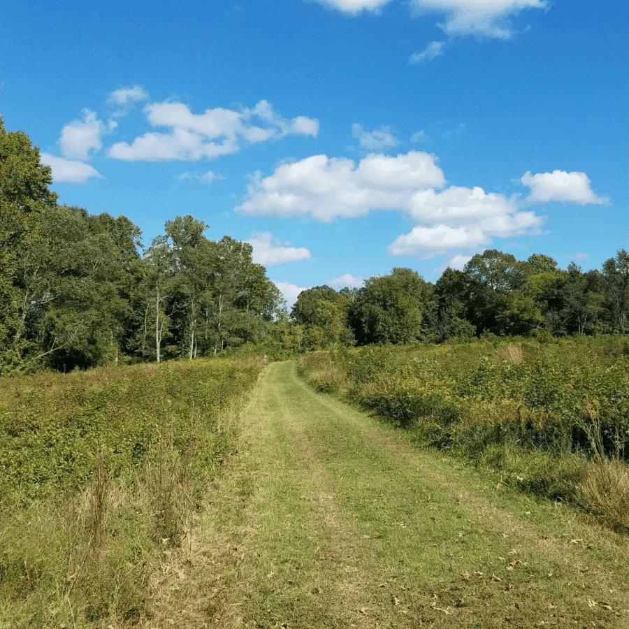 A dirt path winds through green fields under a blue sky with fluffy clouds.